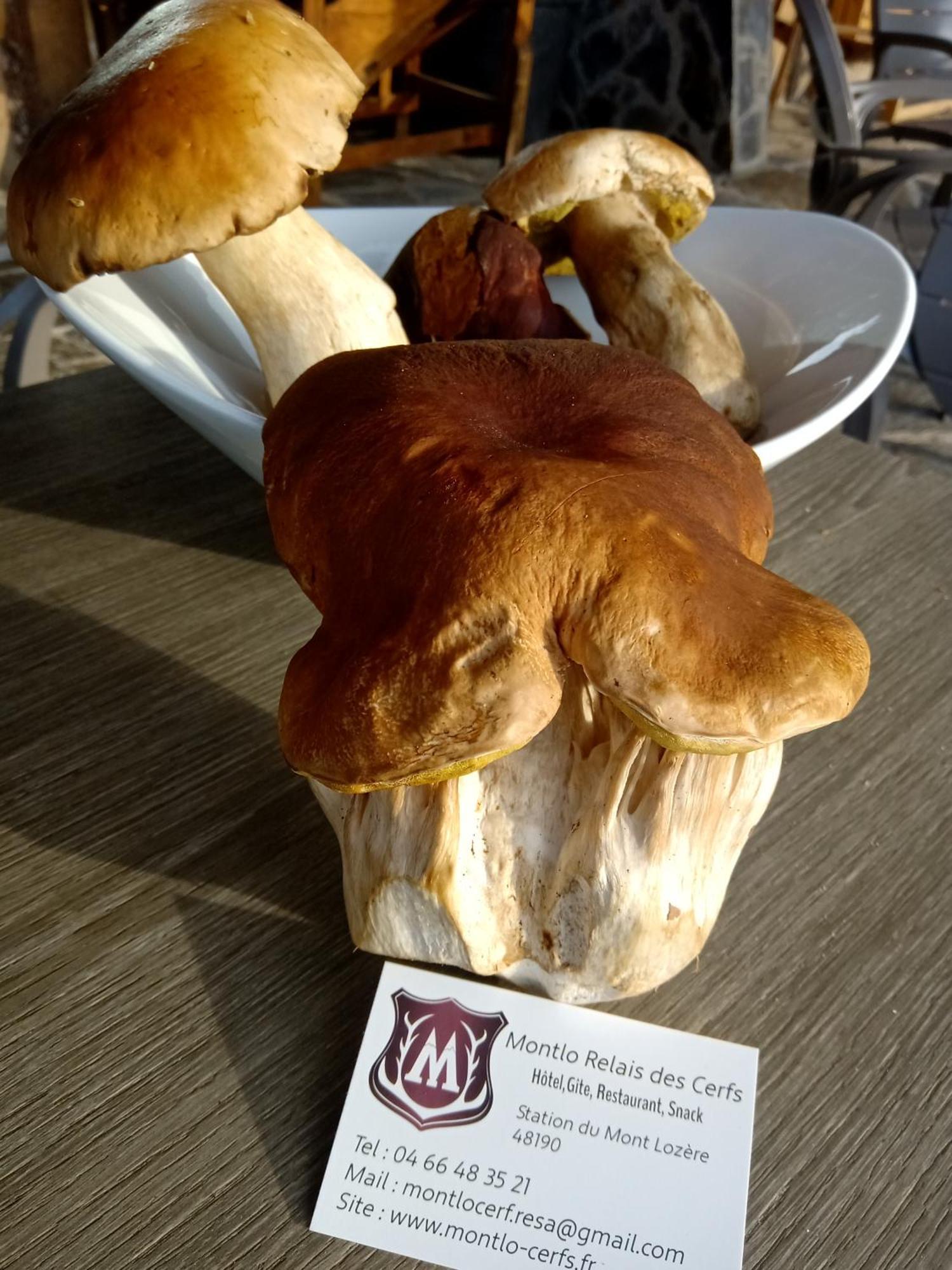 Hotel Montlo Relais Des Cerfs Cubieres Zewnętrze zdjęcie